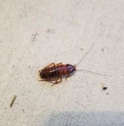Wesley Chapel Pest Control Pros Image